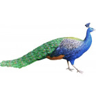 Paon à couronne en résine taille réelle
