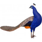 Paon tête tournée en résine taille réelle