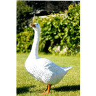 Oie blanche en résine 68 cm Oie blanche en résine 68 cm