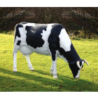 Vache tachetée tête basse en résine 210 cm