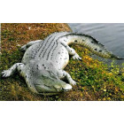 Crocodile caïman en résine 340 cm