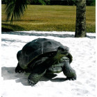 Tortue du galapagos en résine 151 cm