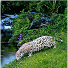 Guépard en résine 133 cm