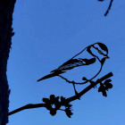 Oiseau sur pique mésange bleue en acier corten