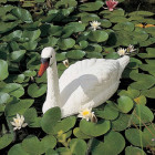 Décoration d'étang de jardin en forme de cygne blanc plastique