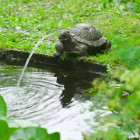 Fontaine de jardin à cracheur tortue