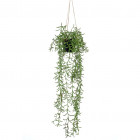 Buisson suspendu senecio artificiel en pot 70 cm