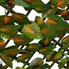 Brise vue extensible en osier et feuilles de lierres bicolores