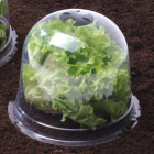 Cloches à salades plastique translucide Ose (lot de 6)