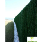 Haie artificielle 126 brins vert sapin en rouleau ultra 2 x 3 m