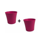 Framboise