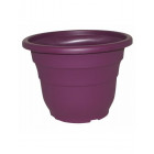 Aubergine