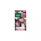 Sachet graines lavatère à grande fleur variée