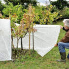 Voiles d'hivernage 1,5 x 5 m Ose (vendu par 2)