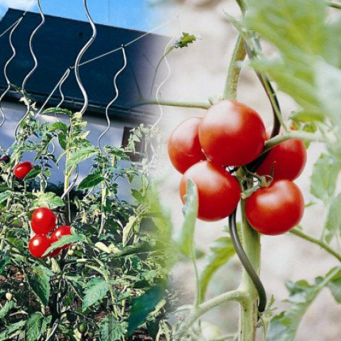ose tuteur a tomate avec chas par 5 gris distriartisan