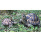 Tortue verte en résine 