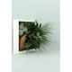Tableau nature mono avec plantes stabilisées 