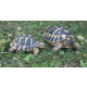 Tortue hermann en résine grand modèle 