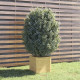 Jardinière d’extérieur 40x40x40 cm bois de pin massif - Couleur au choix Pin
