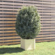 Jardinière d’extérieur 40x40x40 cm bois de pin massif - Couleur au choix Blanc