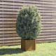 Jardinière d’extérieur 40x40x40 cm bois de pin massif - Couleur au choix Marron-miel