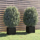 Jardinières d'extérieur 2 pcs 40x40x40 cm bois de pin massif - Couleur au choix Noir