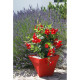 Pot et soucoupe cocoripot twist 24cm - chapelu- coloris au choix 