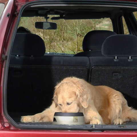 Bol à eau pour animaux de compagnie s gris sgrr