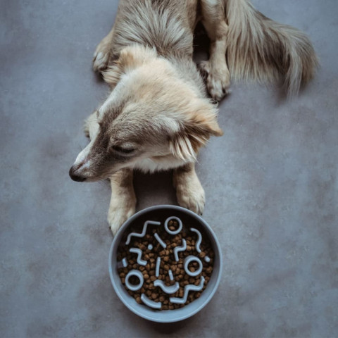 Mangeoire lente pour chiens bambou 28 cm bleu glace
