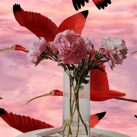 Papier peint tropical oiseaux roses - IBIS++